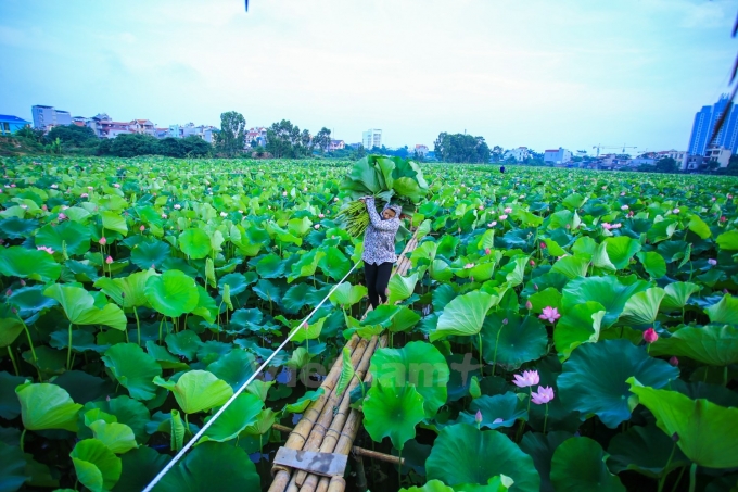 Lotus near West Lake